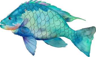 quoys poisson perroquet aquarelle png