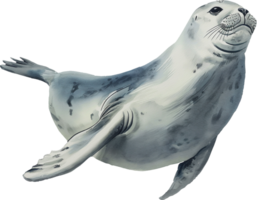 Mediterrâneo monge foca aguarela png