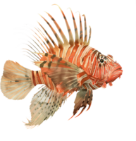 volitano pesce leone acquerello png