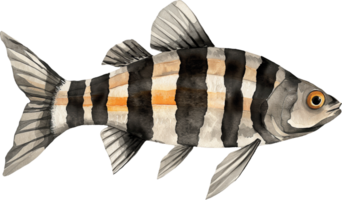 Rippenbrust Strigosus Aquarell png