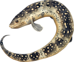 Laced Moray Eel watercolor png