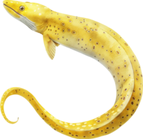 Yellow-margin Moray Eel watercolor png