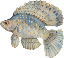 Peacock Flounder watercolor png