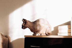 A bald cat of the Canadian Sphynx breed. photo
