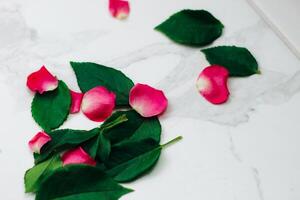 Petals of pink roses on a white background with a place for text. photo