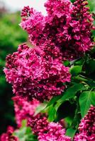 Pink lilac flower close-up in botanical garden photo