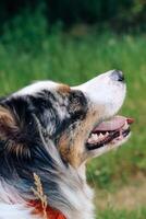 A dog of the Australian Shepherd breed with brown eyes on a walk, close-up photo