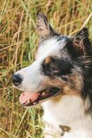 A dog of the Australian Shepherd breed with brown eyes on a walk, close-up. photo