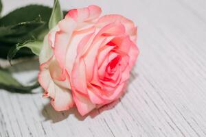 Pink tea rose on wooden white boards background photo