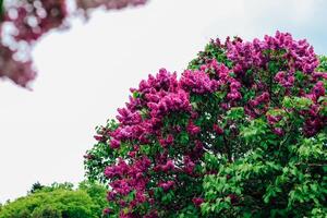 Pink lilac flower close-up in botanical garden photo