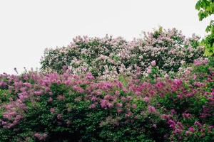 Pink lilac flower close-up in botanical garden photo