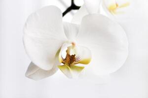 Branch of blooming white orchid close-up, phalaenopsis.. photo