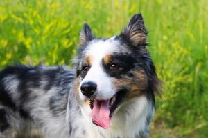 A dog of the Australian Shepherd breed with brown eyes on a walk, close-up. photo