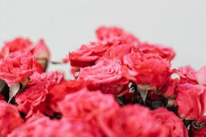 Small pink bush roses on a white background with a place for text photo