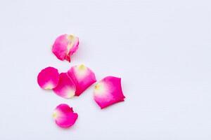 Petals of pink roses on a white background with a place for text. photo