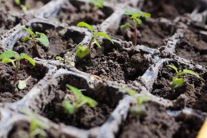 Seedlings of salvia flowers in garden pots. photo