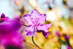 Plant bush purple rhododendron close up photo