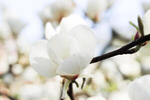 White magnolia flower close-up in botanical garden photo