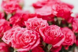 Small pink bush roses on a white background with a place for text photo