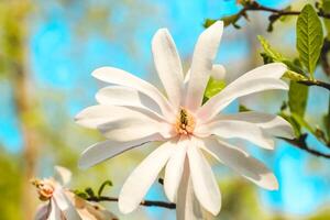 White magnolia flower close-up in botanical garden photo