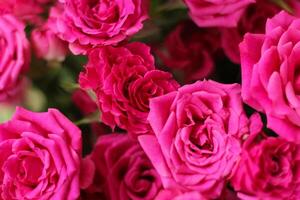 Small pink bush roses on a white background with a place for text photo