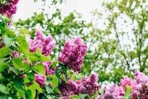 Pink lilac flower close-up in botanical garden photo