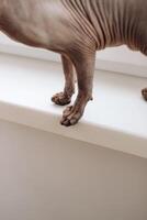 Canadian bald cat purebred sphynx, wrinkled pet without fur photo