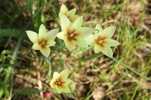 beautiful spring tulips in the garden photo