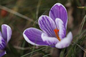 A bunch of purple crocus flowers in the grass photo
