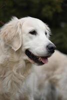 beautiful golden retriever dog in the garden. outdoor lifestyle photo