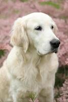 Portrait of beautiful golden retriever dog in the garden. outdoor lifestyle photo