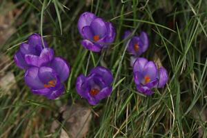 A bunch of purple crocus flowers in the grass photo