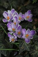 A bunch of purple crocus flowers in the grass photo