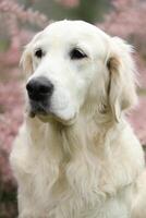 Portrait of beautiful golden retriever dog in the garden. outdoor lifestyle photo