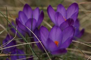 A bunch of purple crocus flowers in the grass photo