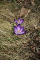 A bunch of purple crocus flowers in the grass photo
