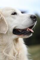 beautiful golden retriever dog in the garden. outdoor lifestyle photo