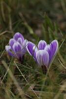 A bunch of purple crocus flowers in the grass photo