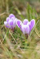 A bunch of purple crocus flowers in the grass photo