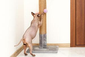 Sphynx Cat Scratching And Sharpening Claws on a special board photo