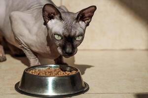 Canadian bald sphynx cat with blue eyes eats dry food. photo