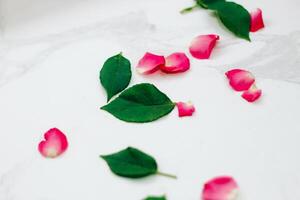 Petals of pink roses on a white background with a place for text photo