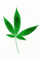 Marijuana leaves on a white background, medical cannabis photo