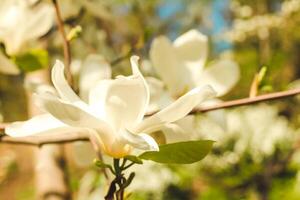 blanco magnolia flor de cerca en botánico jardín foto