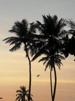 goa beach, sunset view, palm trees, beach view, sea sun, evening, sunset photo