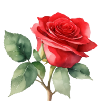 aquarelle rouge bouquet des roses illustration. Rose fleur png