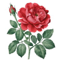Watercolor red bouquet roses illustration. rose flower png