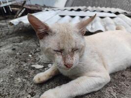 Close up of white cat, Lazy cat sleeping in the floor photo