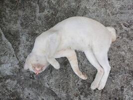 Lazy cat sleeping in the floor photo