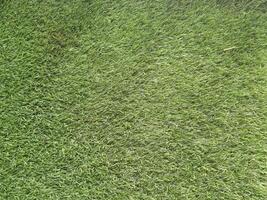 close up and background of a grass field sintetis photo